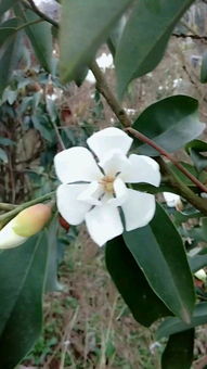 场景二：庭院地栽