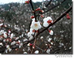 梅花：那顽强与独立的身影