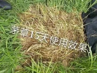 果园防草布可有效抑制杂草生长,保护土壤
