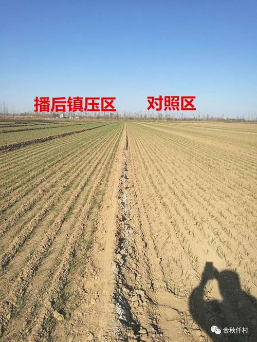 一、先说说麦子怎么洗掉柴油吧