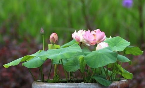 新手养护的碗莲品种