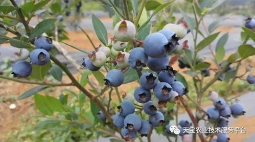 高氯甲维盐：蓝莓虫害克星还是隐患？