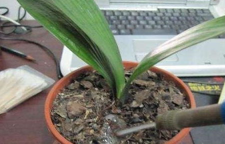 浇水技巧，不嫩马虎