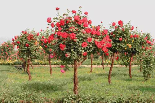 时下 临夏市的街头风景