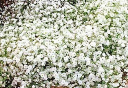 夏日里的色彩盛宴：东北露天花卉种植指南