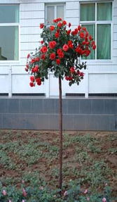 树状月季的独特之处