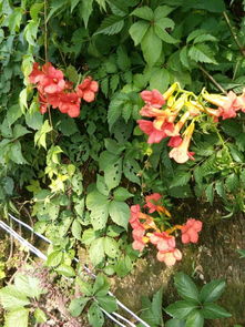 公路边的花，你认识多少？