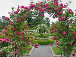 病原防治办法， 咱们的经验分享