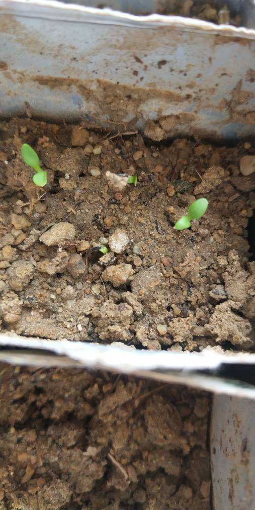 土里含有多菌灵和生根粉，这样的土壤适合种菜和花吗？