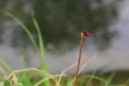 大自然的向导， 带我走进奇妙世界