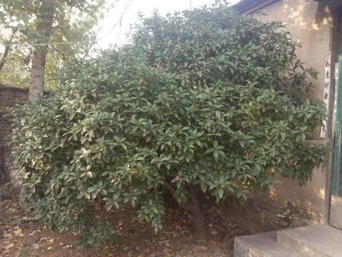 桂花树，人人可收购
