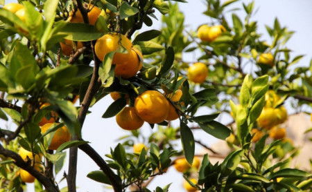 观察一段时间后 发现橘子树仍然没有长出新叶