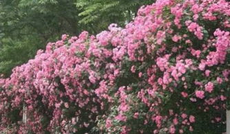 施肥：为蔷薇花补充营养， 备战寒冬