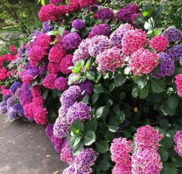 塑料杯种花，小创意大乐趣