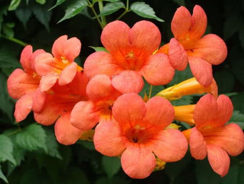 第四步：修剪与牵引