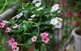 懒人植物， 让家中春暖花开