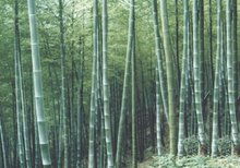 春季竹笋，新鲜口感人人爱