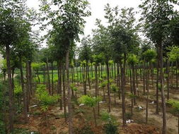 速生白蜡种植：简单又有效的方法！