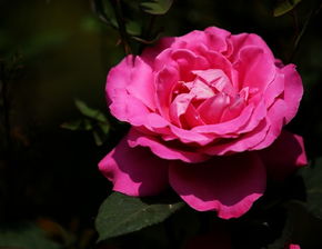 秋季花展：月季风华绝代