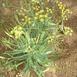 如何根据柴胡种子的特性实现播种保全苗