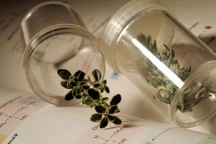 淘宝订苗的烦恼