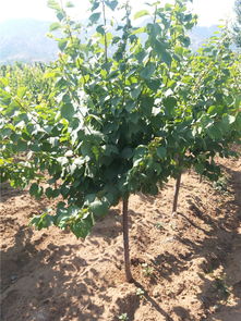 杏树种植：从种子到移栽的高产之路