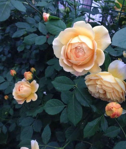 月季花喜欢肥沃疏松的微酸性土壤,需要光照充足,通风透气,温度在20度左右的生长环境。.单是彳艮多花友者阝反映自己种植的月季花开得花是越来越小了.