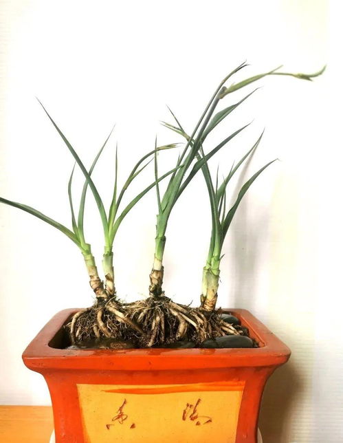 棒棒糖月季的甜蜜