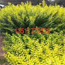 四、 推荐一种苗木,堪上就买了