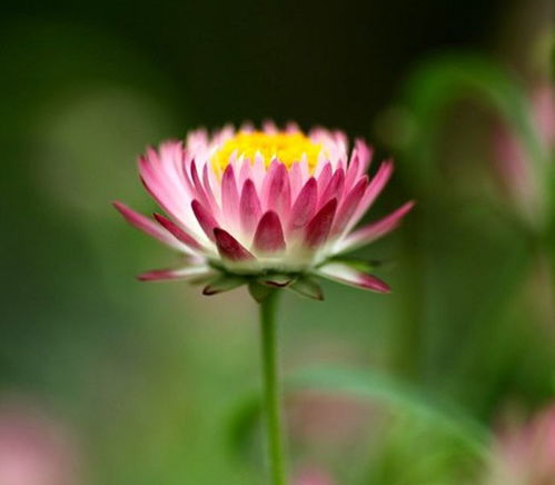 麦秆菊：多年生爆款花卉，养眼必备！