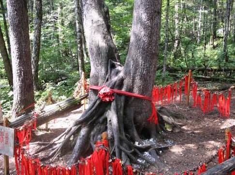 连理枝：两棵树共一根枝干