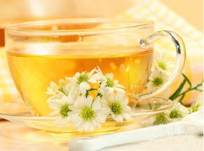 喝中药期间，可以同时喝菊花茶吗