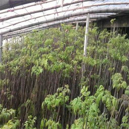 丛生苗：小众苗木的逆袭之路