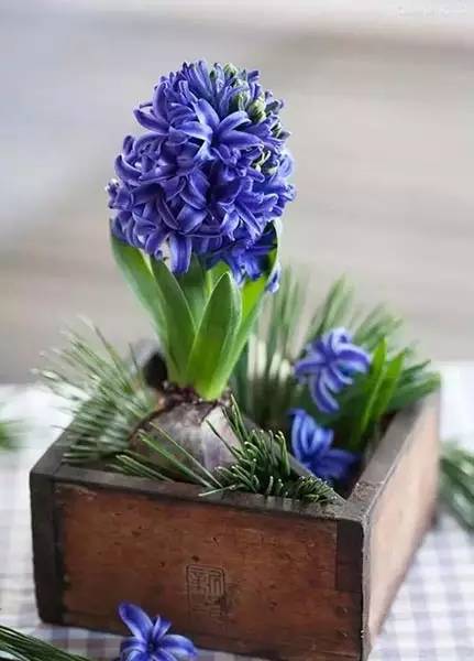 第一坑：迷信贵价土