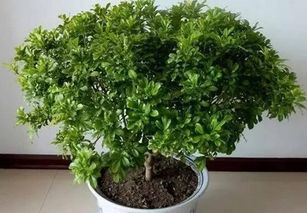 如何高效养护米兰盆栽：畜牧领域内的最佳养殖技巧