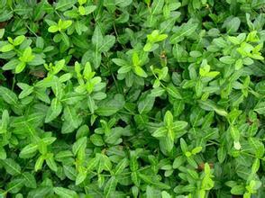 移植时机， 讲究季节