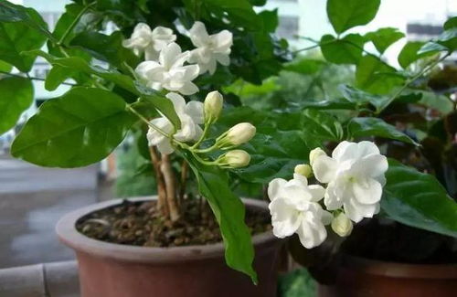 双色茉莉花扦插最佳时间和方法是什么