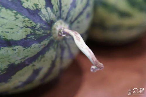 西瓜视频分享经验