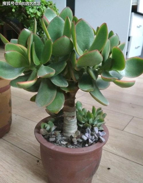 金银花——老桩的清新使者