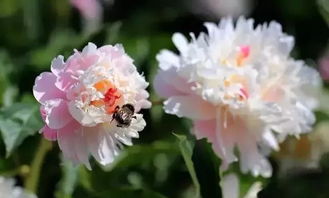芍药根块带芽春季何时种植最适宜？