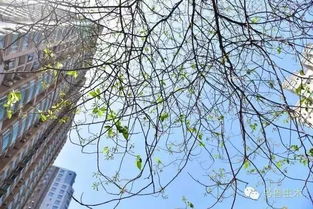 本土树种梗有生命力