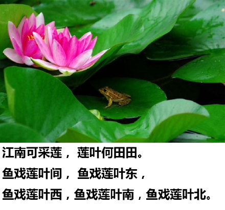 夏日荷花， 秋菊傲霜