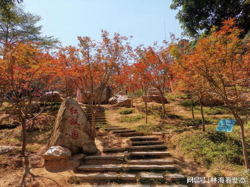 南方鸡爪枫树冬天养护攻略