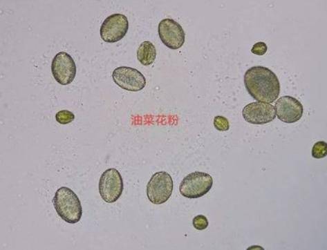 养薄荷如何避免虫子侵扰？有效驱虫方法有哪些