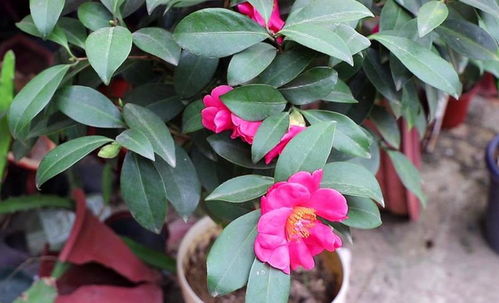 茶花花苞太多， 梳蕾有技巧