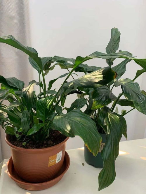 白掌缺水了吗？
