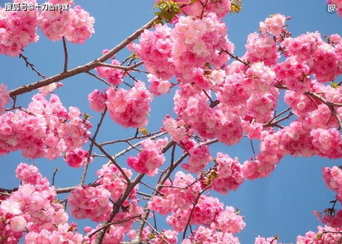 日本樱花盆景养护，如何保持花色艳丽