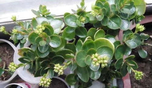 四、 提高成活率的秘诀