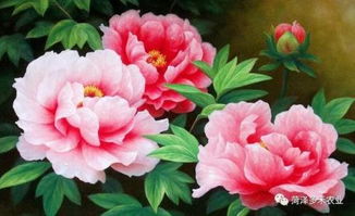 生肖鸡的象征——菊花