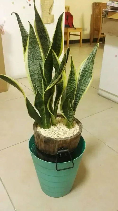 虎皮兰有多少种品种？请列举一下常见的虎皮兰品种大全